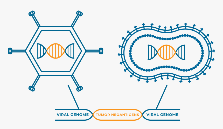 Viral Vector Mva Vaccine, HD Png Download, Free Download