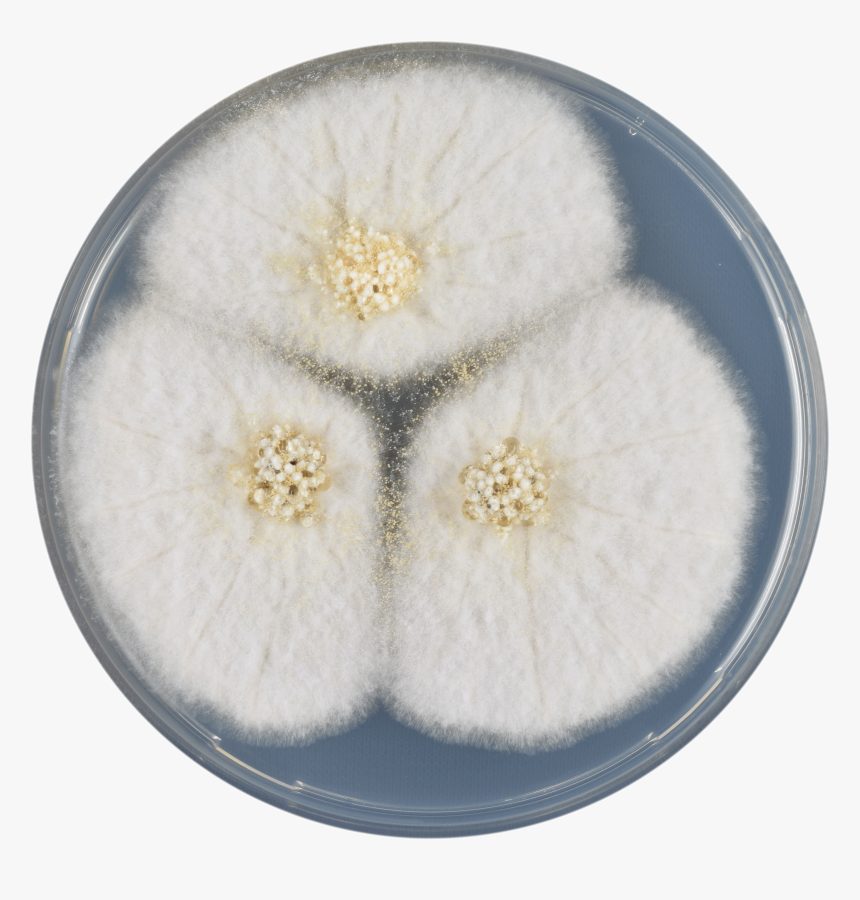 Aspergillus Avenaceus Cya - Flower, HD Png Download, Free Download