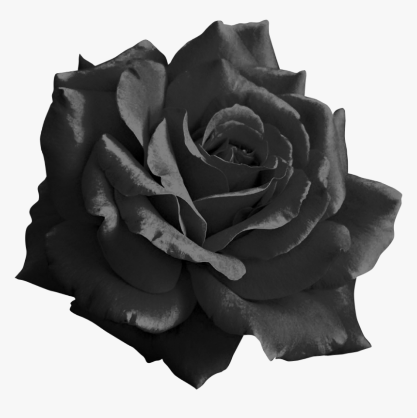 Black Roses Png - Pink Rose Png Transparent, Png Download, Free Download