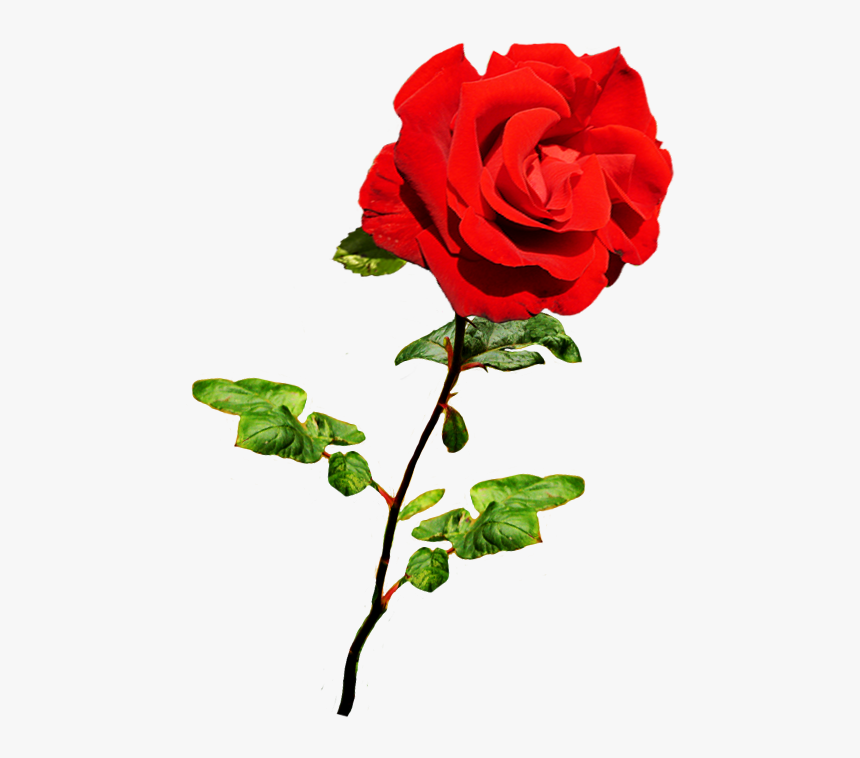 Beautiful Valentine Rose - Valentines Roses Png, Transparent Png, Free Download