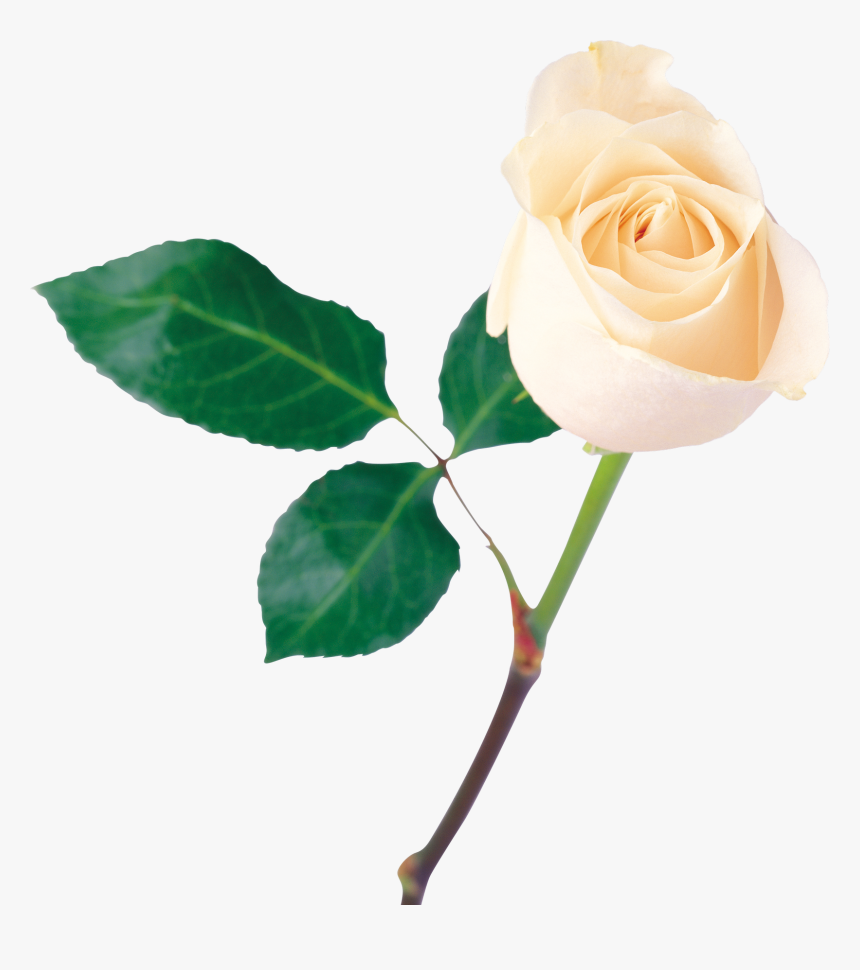 White Rose Image Png, Transparent Png, Free Download