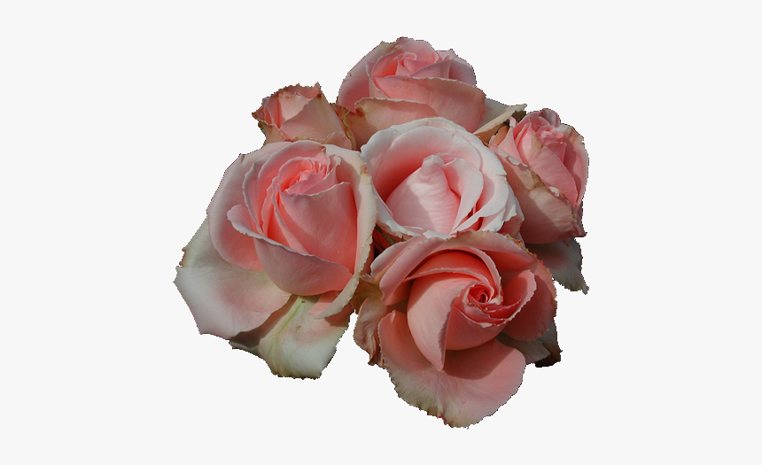 11pink Roses - Rose Png, Transparent Png, Free Download