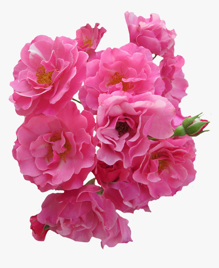 Flores Rosas Png, Transparent Png, Free Download
