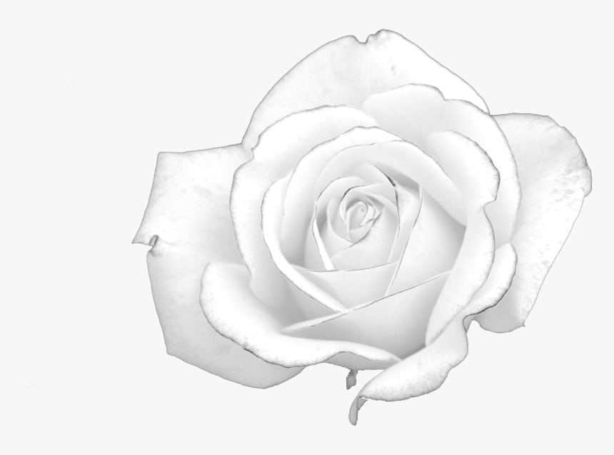 White Rose Light Presentation - White Rose Symbol Germany, HD Png Download, Free Download