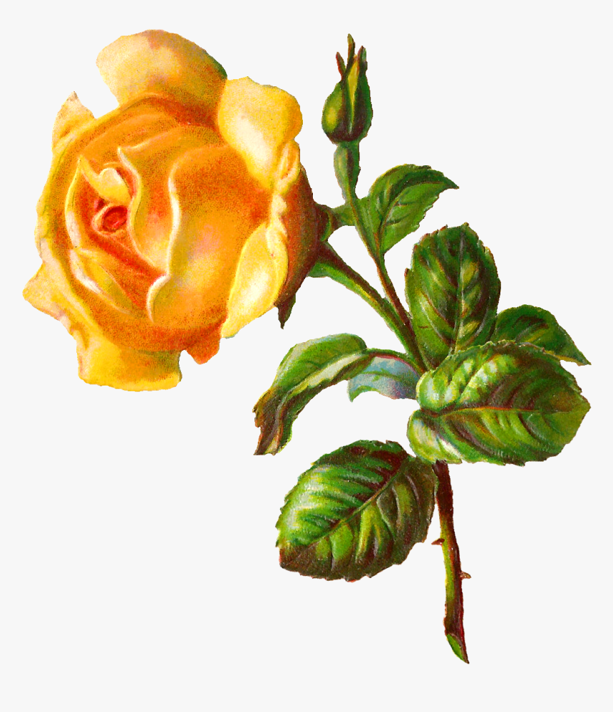 Digital Rose Clip Art - Yellow Roses Png Free, Transparent Png, Free Download