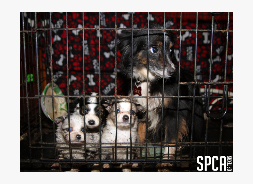 20180315 Local Cbs Puppy Mill 5 "
 Class="img Responsive - Jämthund, HD Png Download, Free Download