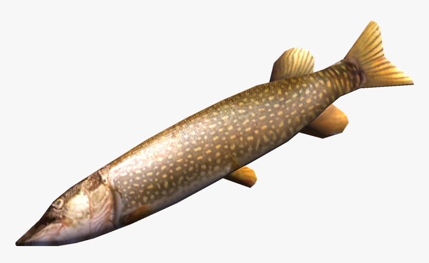 Northern Pike Png Images - My Summer Car Fish, Transparent Png, Free Download