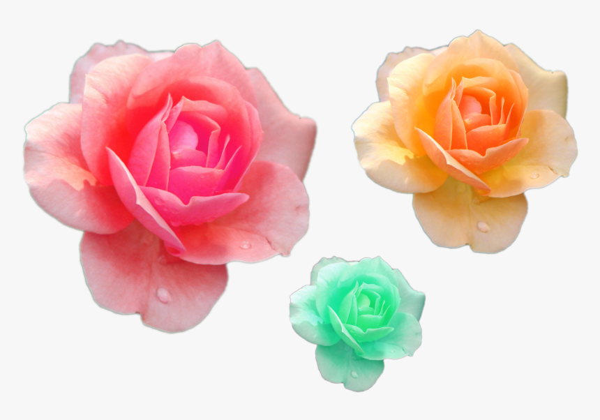 Various Flower Png Files Pink Yelloow Green Roses Png - Good Night Rose Flowers, Transparent Png, Free Download