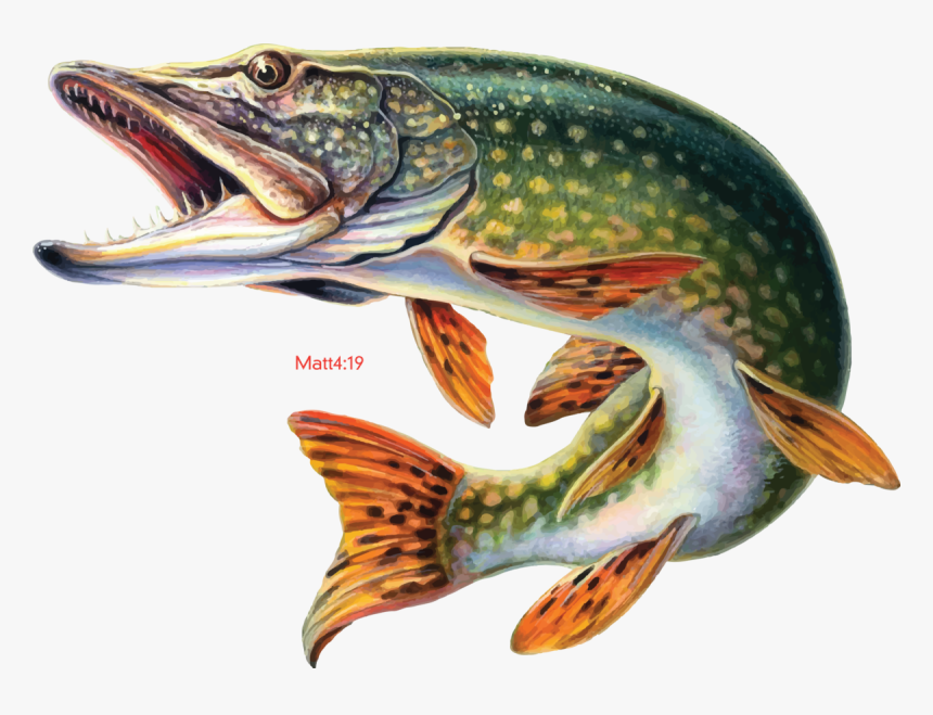 Transparent Pike Png - Desktop Wallpaper Fishing, Png Download, Free Download