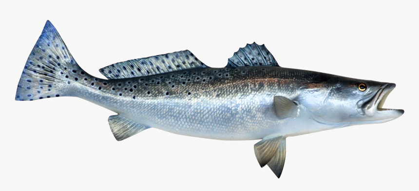 Pike - Fish Png, Transparent Png, Free Download