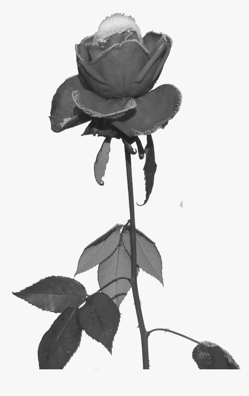 Black Roses Png - Black Rose Pixel Png, Transparent Png, Free Download