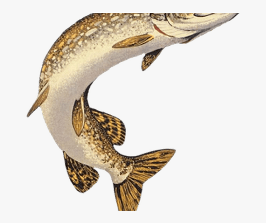 Northern Pike Muskellunge American Pickerel Walleye - Northern Pike Pike Drawing, HD Png Download, Free Download