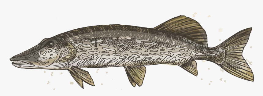 Northern Pike, HD Png Download, Free Download