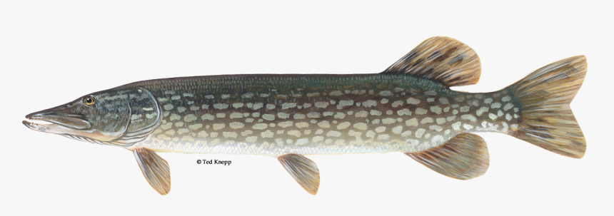 Fish,fish,northern Pike,pickerel,tail,lunge - Northern Pike Transparent, HD Png Download, Free Download