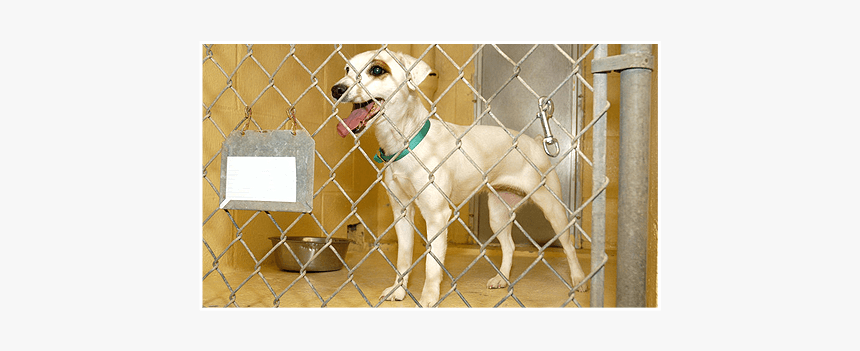 Dog Kennel - Chain-link Fencing, HD Png Download, Free Download
