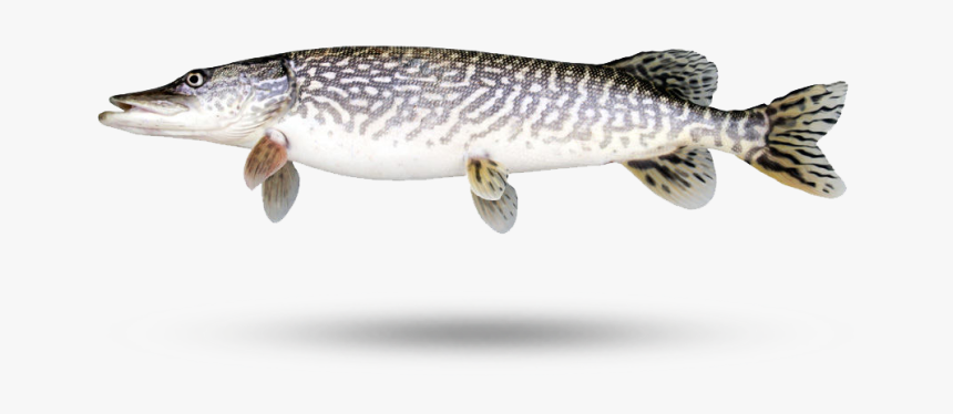 Northern Pike, HD Png Download, Free Download