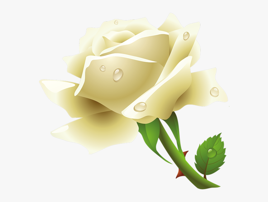 White Rose Png, Transparent Png, Free Download