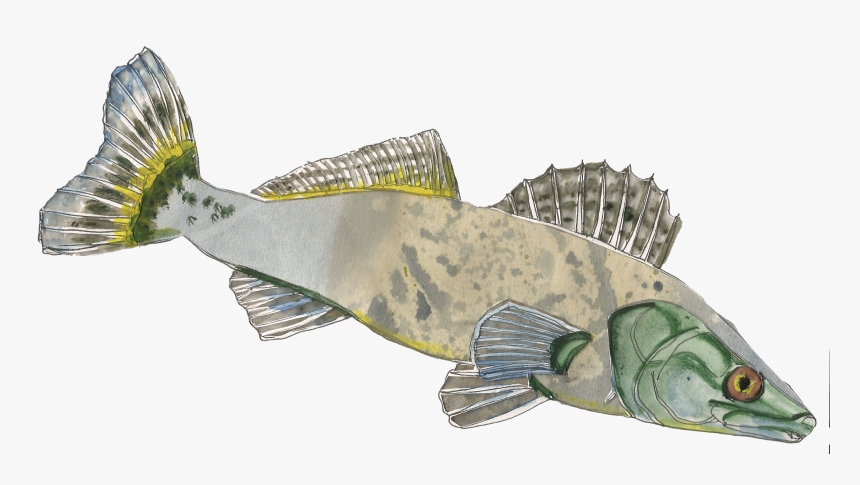 Pike-perch Sander Lucioperca - Gulf Flounder, HD Png Download, Free Download