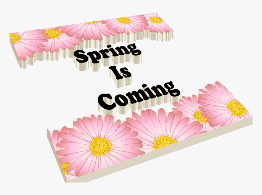 Transparent Spring Is Coming Clipart - Gerbera, HD Png Download, Free Download