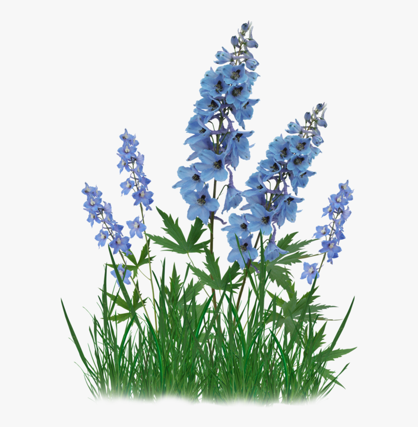 Bluebonnet Clip Art Portable Network Graphics French - Bluebonnets With Transparent Background, HD Png Download, Free Download