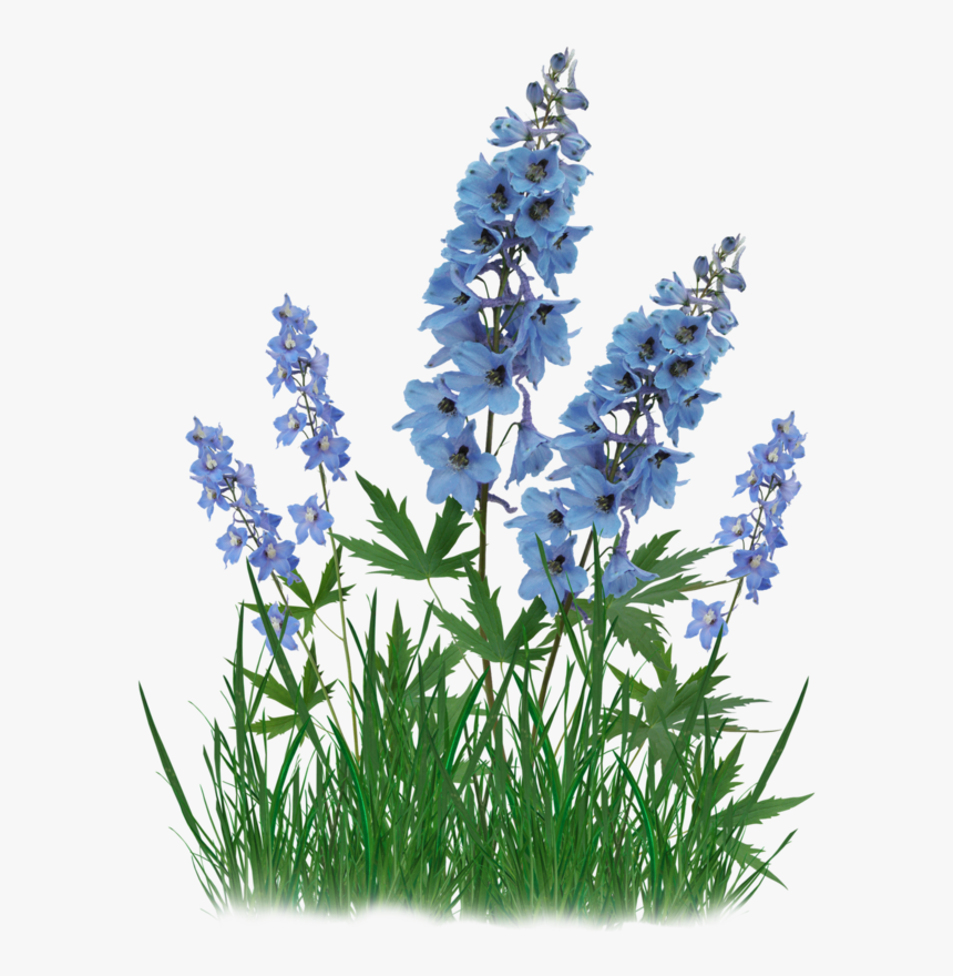 Bluebonnet Clip Art Portable Network Graphics French - Bluebonnets With Tra...