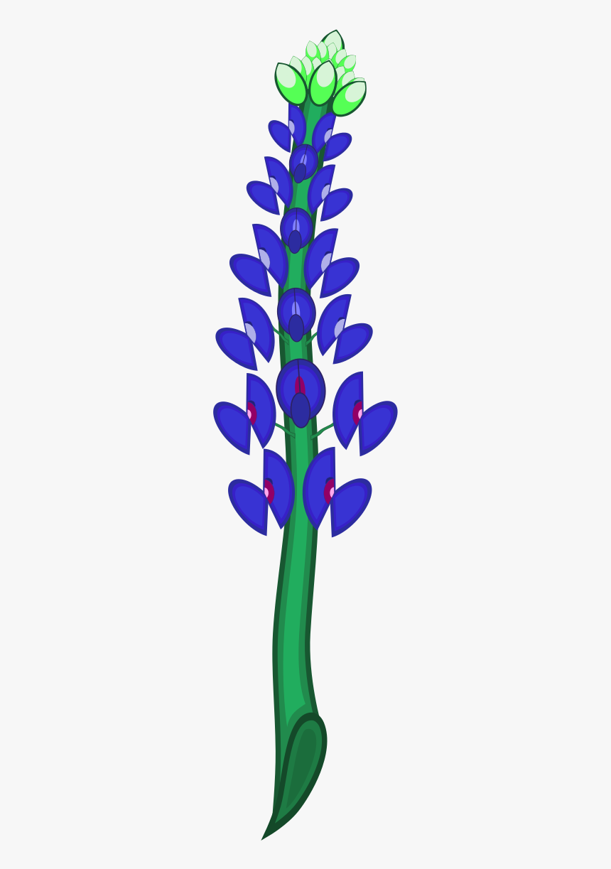 Bluebonnet, HD Png Download, Free Download