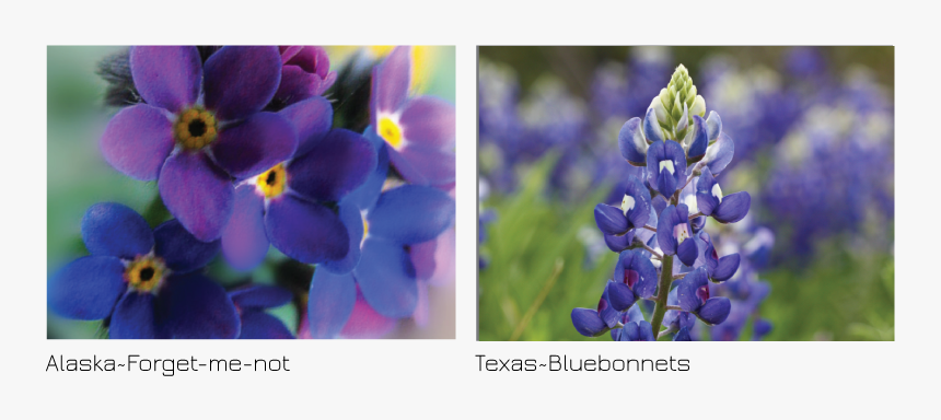 Texas Bluebonnet, HD Png Download, Free Download