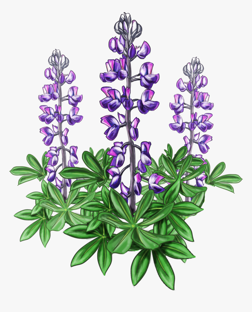 Lupine Bluebonnet Alaska Plant Violet - Lupine Png, Transparent Png, Free Download