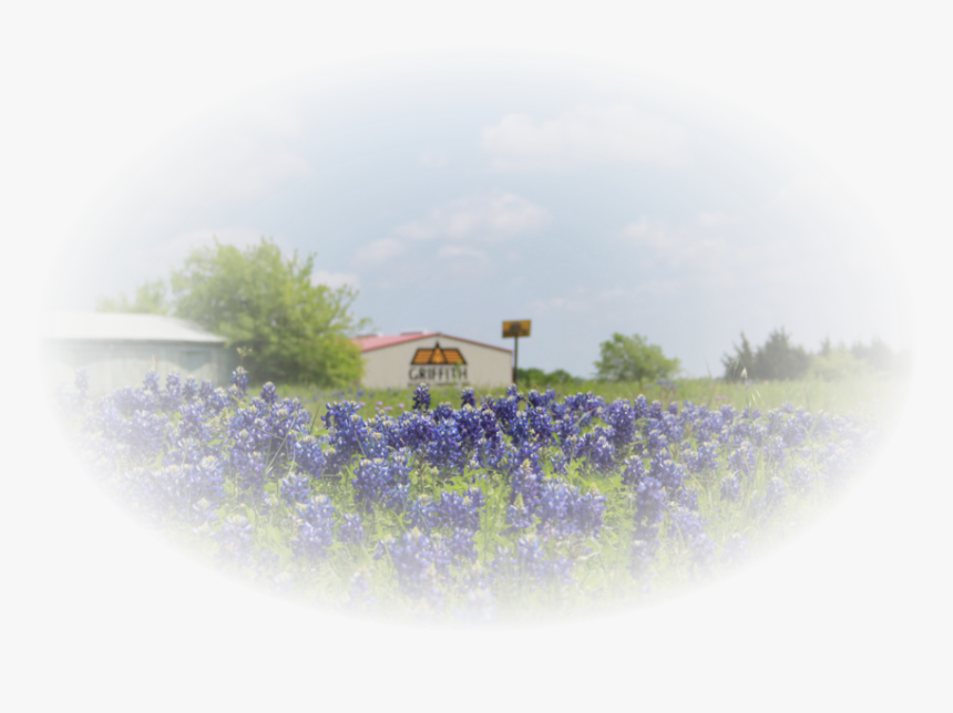 Texas Bluebonnet, HD Png Download, Free Download