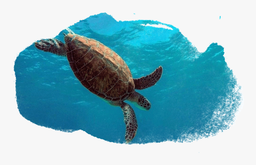 Hawksbill Sea Turtle, HD Png Download, Free Download