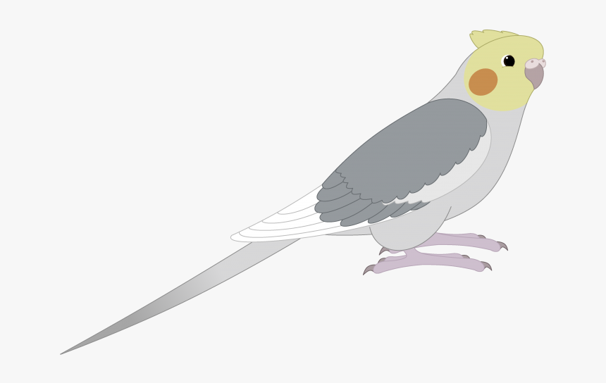 Cockatiel, HD Png Download, Free Download