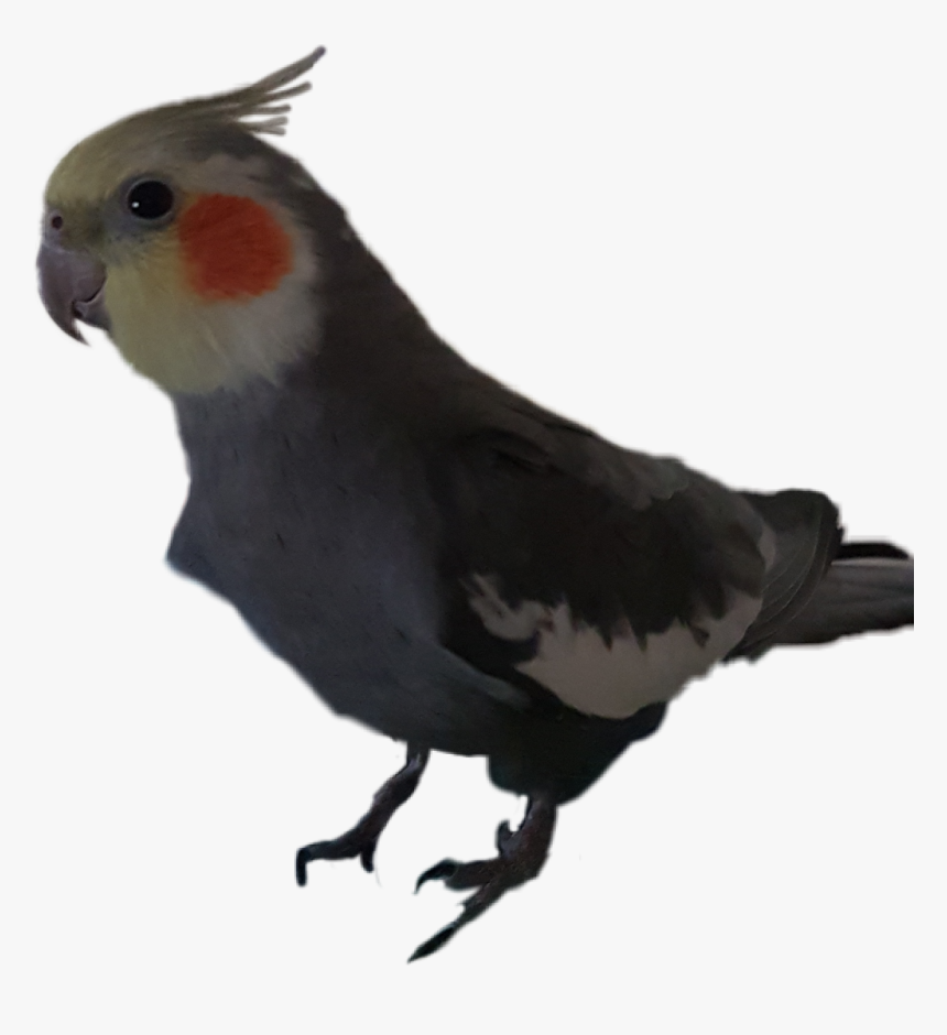 Transparent Cockatiel Png - Cockatiel Transparent, Png Download, Free Download