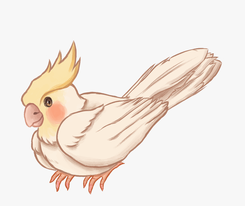 Transparent Cockatiel Png - Cockatiel, Png Download, Free Download