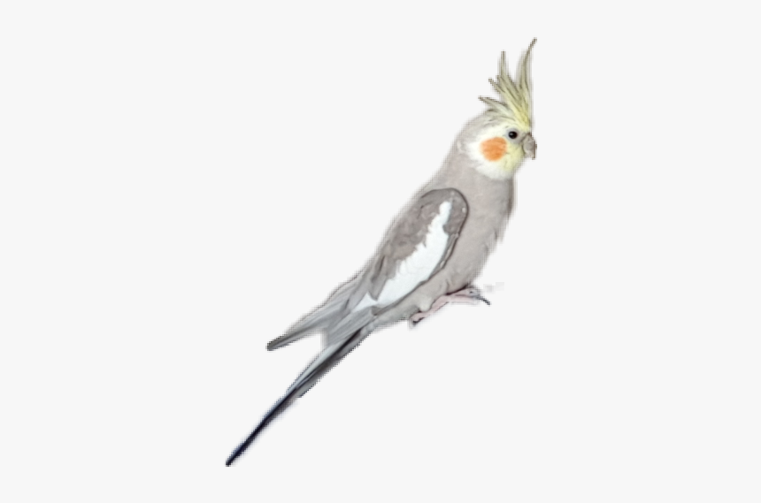 #cockatiel #parrot - Cockatiel, HD Png Download, Free Download