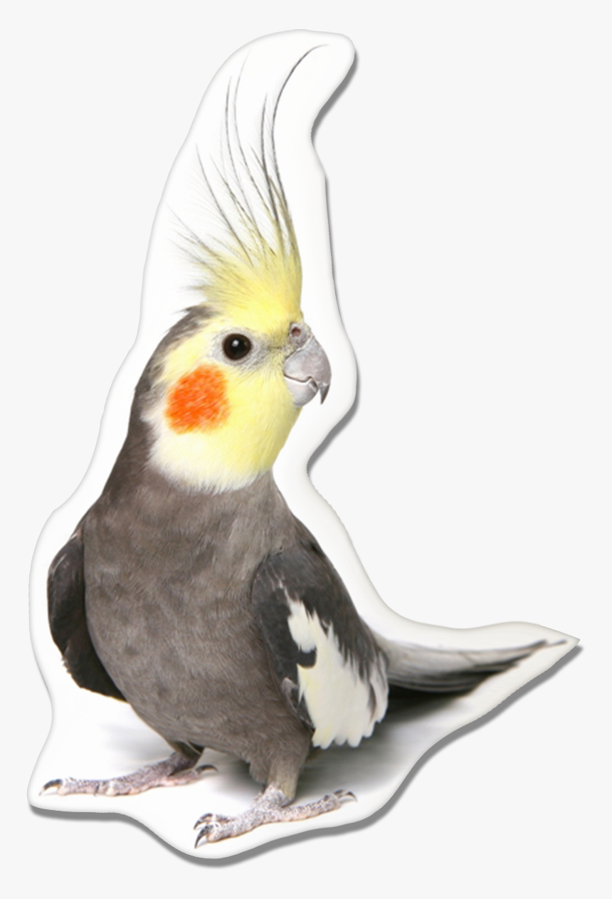 Cockatiels Bird Pillow - Cockatiel Bird, HD Png Download, Free Download