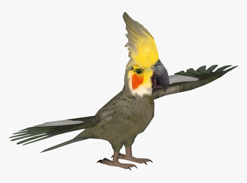 Cockatiel, HD Png Download, Free Download