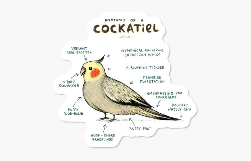 Body Parts Of A Cockatiel, HD Png Download, Free Download