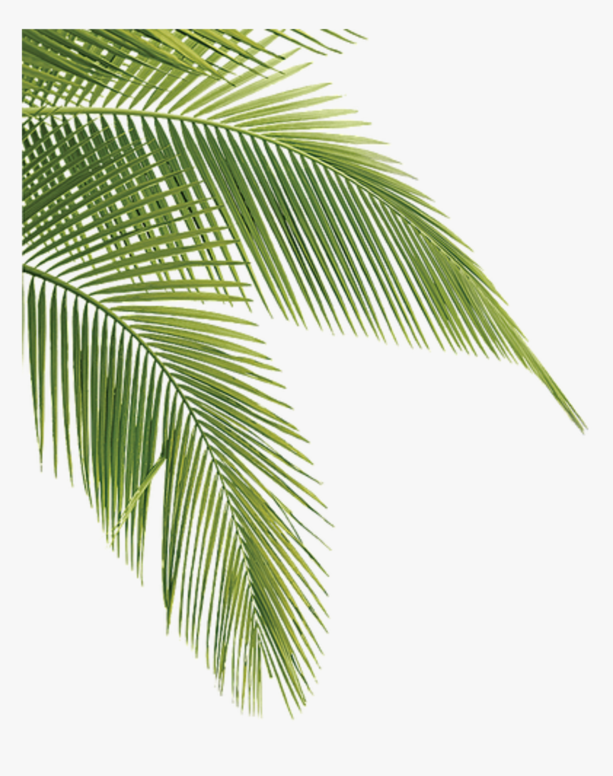 Palm Tree Leaves Png, Transparent Png, Free Download