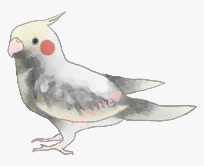 Cockatiel, HD Png Download, Free Download