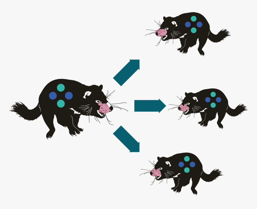 Tasmanian Devil Png, Transparent Png, Free Download