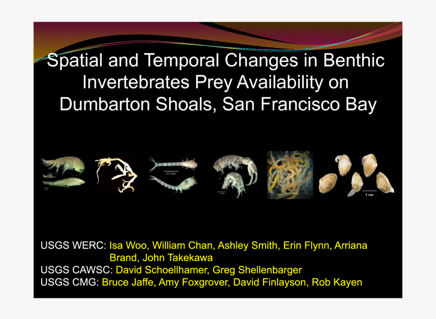 Temporal And Spatial Changes In Benthic Invertebrate, HD Png Download, Free Download