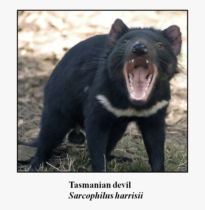 Tasmanian Devil Png, Transparent Png, Free Download