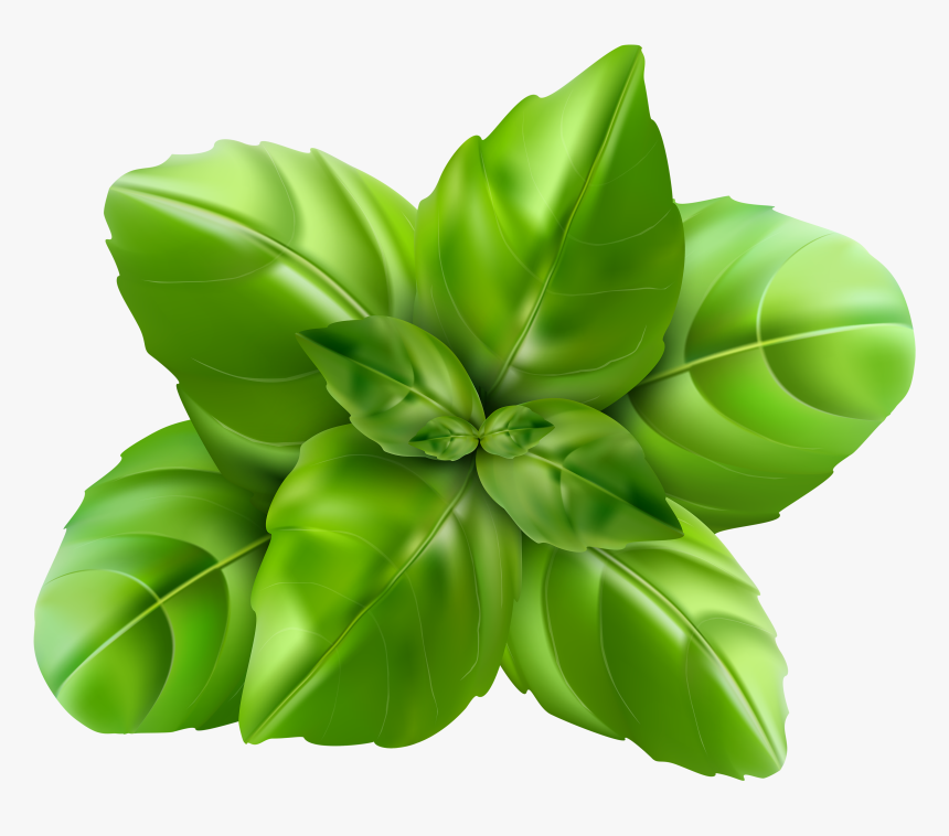 Spinach Png, Transparent Png, Free Download