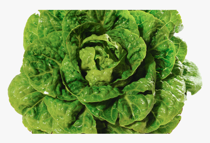 Transparent Lettuce Leaf Png, Png Download, Free Download