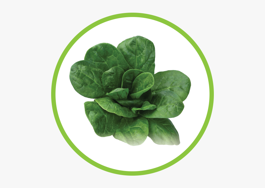 Spinach Md Circle, HD Png Download, Free Download