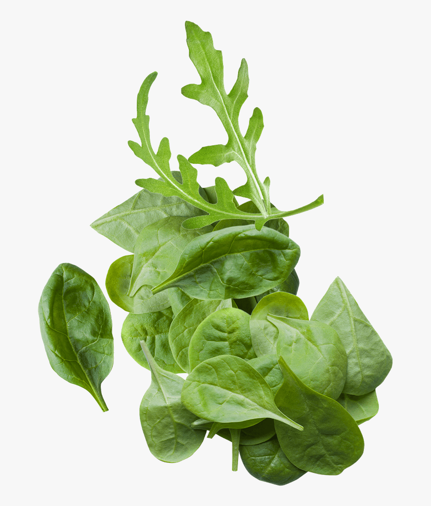Spinach Leaf Png, Transparent Png, Free Download
