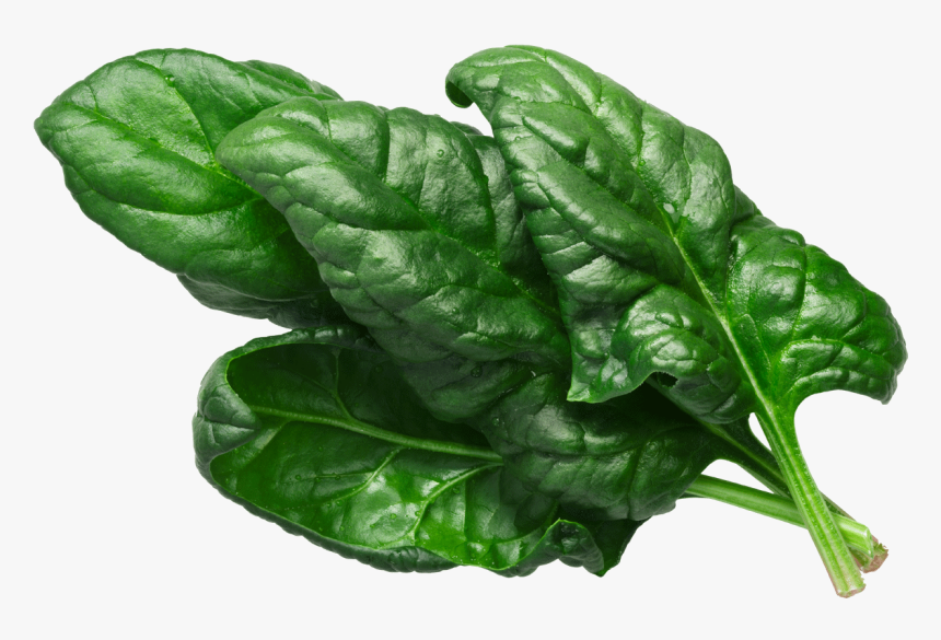 Spinach Leaf Png, Transparent Png, Free Download