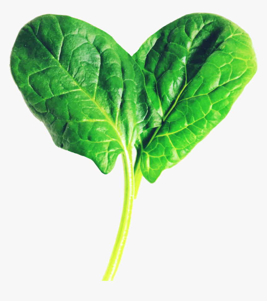 Picture Of A Fresh Spinach Leaf, HD Png Download, Free Download