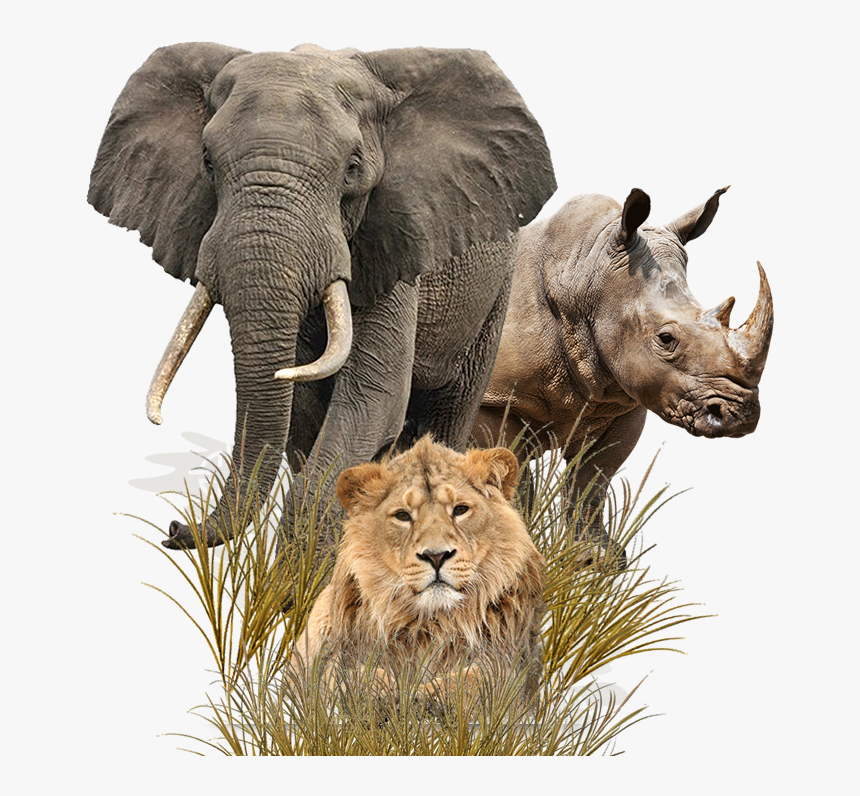 We At 4 Aces Outfitters Pride Ourselves In Offering - Elephant Png, Transparent Png, Free Download