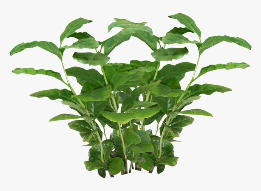 Plant Texture Png - Transparent Background Plant Transparent, Png Download, Free Download
